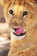 Foto: Löwe Löwe
