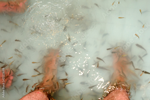 Photo: Fish feed death skin cells Fish feed death skin cells