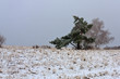 Pine-tree and birch covered with snow Pine-tree and birch covered with snow