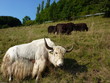 Yak
