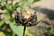 Fleur étrange