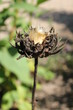Fleur étrange