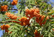 ashberry