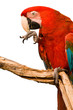 Red Macaw head close-up isolated on white