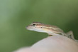 Anolis auratus - (Polychrotidae sauria) Anolis auratus - (Polychrotidae sauria)