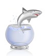 shark aquarium