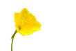 evening primrose