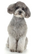 Poodle A