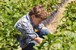 Picking Strawberries