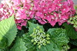 Die schöne Hortensie Die schöne Hortensie