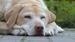 labrador