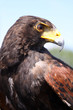 Wüstenbussard