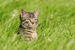 Katze im hohen Gras