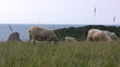Flock of sheep on a meadow Flock of sheep on a meadow