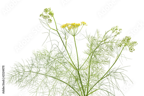 Fresh flowering fennel Fresh flowering fennel
