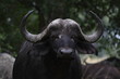 Buffalo_Head_1
