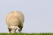 Fressendes Schaf