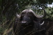 Buffalo_Head_2