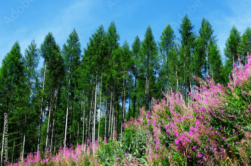 fiori ed alberi di montagna
