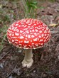 Fliegenpilz - fly agaric