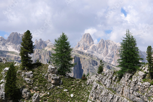 alberi sulle dolomiti alberi sulle dolomiti