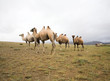 Herd of Bactrian camels