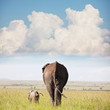 Elephants