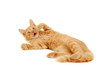 kitten playing isolated on white background