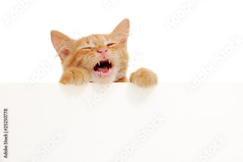 Photo: kitten singing holding blank banner kitten singing holding blank banner