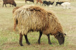 Sheep on a meadow