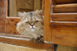 chat fenêtre2 chat fenêtre2