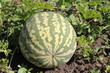 Pastèque du jardin