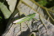 Sauterelle verte