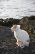 chat mer2 chat mer2