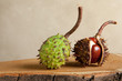 Chestnuts on tree trunk