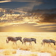 Zebras