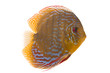 Discus - King of the aquarium