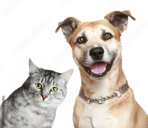 Photo: Cat and dog Cat and dog