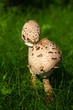 Pilze