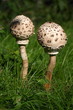 Pilze