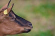 Ziege © Matthias Buehner
