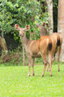 deer on the green maedow