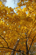 Yellow fall foliage Yellow fall foliage
