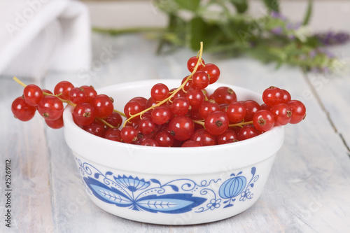 Johannisbeeren solo Johannisbeeren solo
