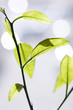 Foto: blatt blatt