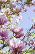 Foto: magnolien baum magnolien baum
