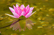 Beautiful Pink Lotus (Water Lily) with Reflection