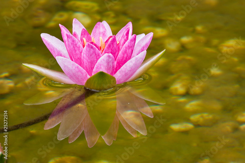 Photo: Beautiful Pink Lotus (Water Lily) with Reflection Beautiful Pink Lotus (Water Lily) with Reflection