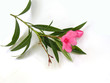 Oleanderblüte vor weißem Hintergrund