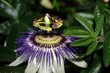 passion fleur